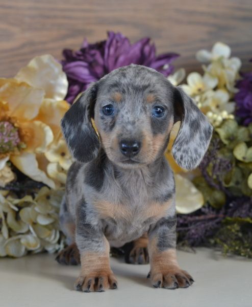 Dachshunds puppy