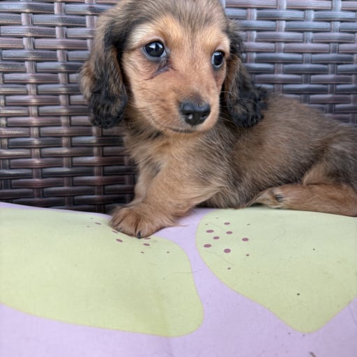 Dachshunds puppy